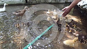 Feeding group of duck and ducklings from human hand in the pond, river or lake.