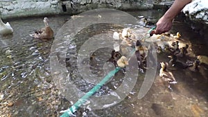 Feeding group of duck and ducklings from human hand in the pond, river or lake.