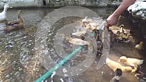 Feeding group of duck and ducklings from human hand in the pond, river or lake.