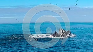 Feeding group of humpback whales