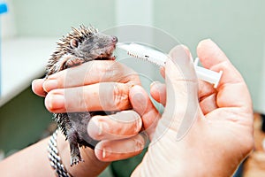 Feeding hedgehog