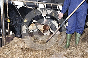 Feeding heifer