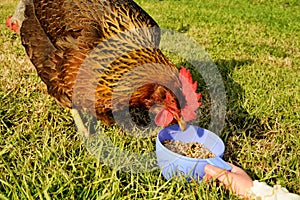 Feeding hen from cup