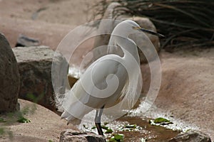 Feeding Heron in the Phoenix Zoo 1