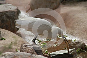 Feeding Heron in the Phoenix Zoo 2