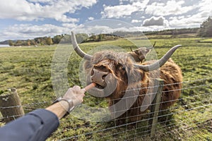 Feeding highland cow