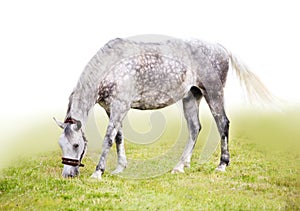 Feeding horse