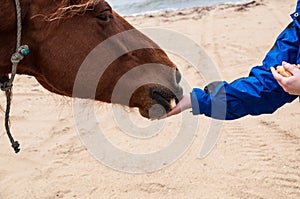 Feeding the horse