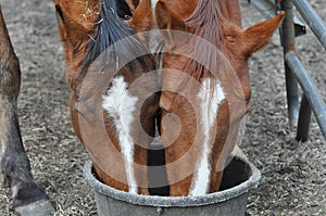 Feeding Horses photo