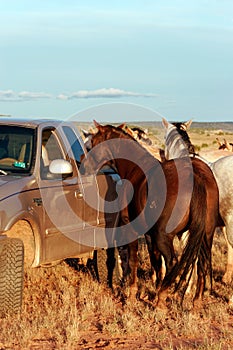 Feeding horses on the prairie