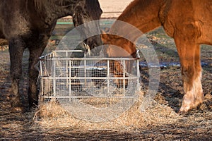 Feeding horses. Two horses eat hay from a metal feeder