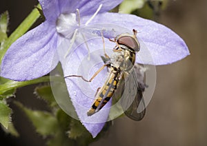 Feeding Hoverfly