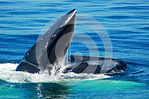 Feeding Humback Whale