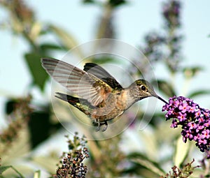 Feeding hummingbird