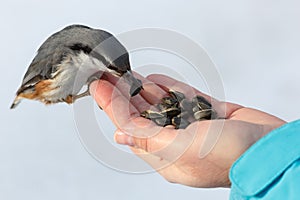 Feeding hungry birds in the winter. Nuthatch takes sunflower