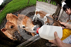 Feeding hungry calves on Costa Rican farm