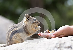 Feeding Hungry Chipmunk