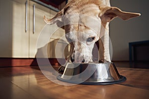 Feeding of hungry dog at home kitchen