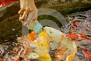 Feeding hungry fancy carp fish in the pool