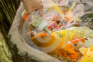 Feeding hungry fancy carp fish in the pool