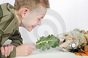 Feeding iguana