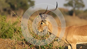 Feeding impala antelope