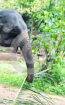 Feeding an Indian elephant