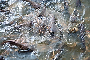 Feeding Iridescent shark Fish