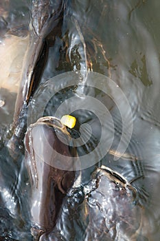 Feeding Iridescent shark Fish