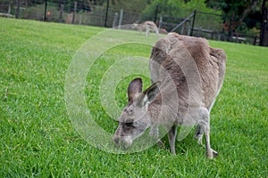 Feeding kangaroo