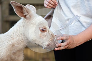 Feeding kangaroo