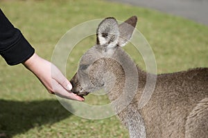 Feeding the kangaroos at Australia Zoo