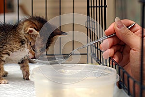 Feeding Kitten