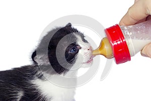 Feeding kitten with nipple isolated