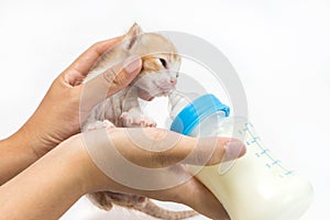 Feeding the Kitten on white background