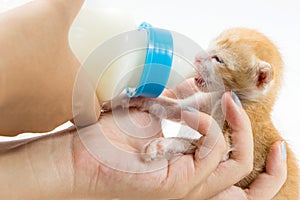 Feeding the Kitten on white background