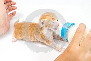 Feeding the Kitten on white background