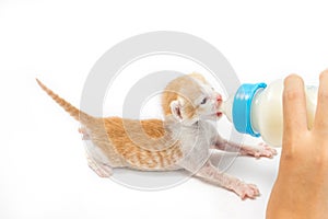 Feeding the Kitten on white background