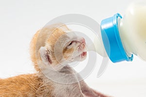 Feeding the Kitten on white background