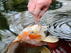 Feeding koi carp