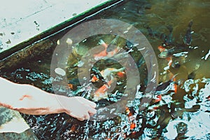 Feeding koi carp by hand