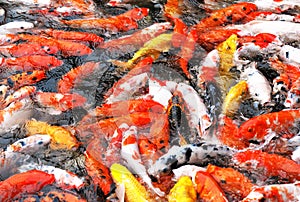 Feeding koi carps