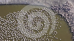 Feeding of a large group of pelicans . Pelicans in water.