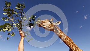 Feeding leaves to a captive giraffe