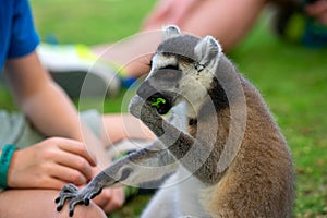 Feeding of lemur