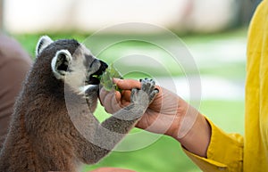 Feeding of lemur in petting zoo.