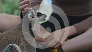 Feeding of lemur in petting zoo.