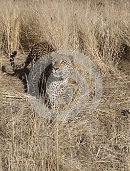 Feeding leopard at Dusternbrook