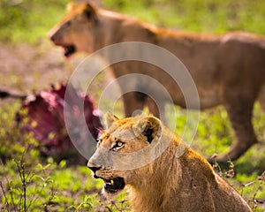 Feeding Lion