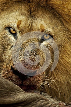 Male lion feeding on a wildebeest